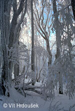 Velká Javořina, prales