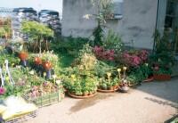 Ovocná a okrasná školka Příbor